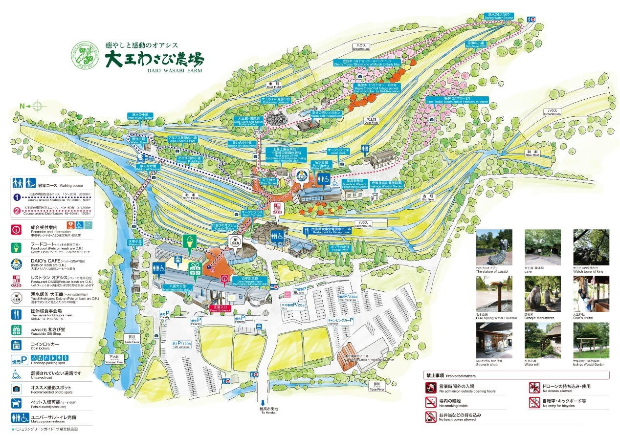 大王山葵农场展示图