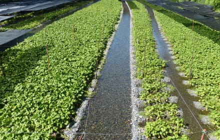 大王山葵农场景观