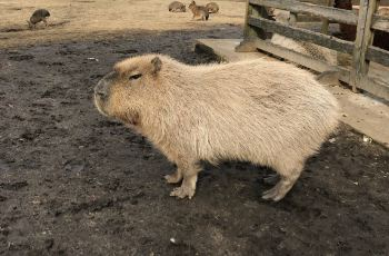 阿苏农场乐园景观